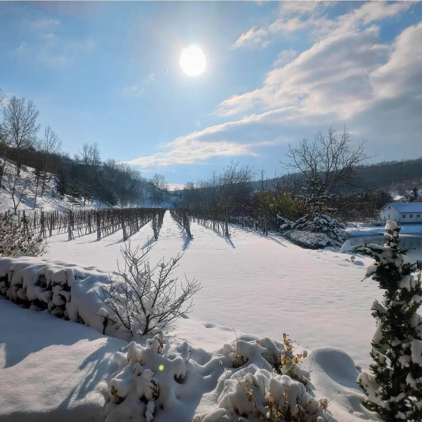 Penzion Ve Vinohrade Němčičky Bagian luar foto