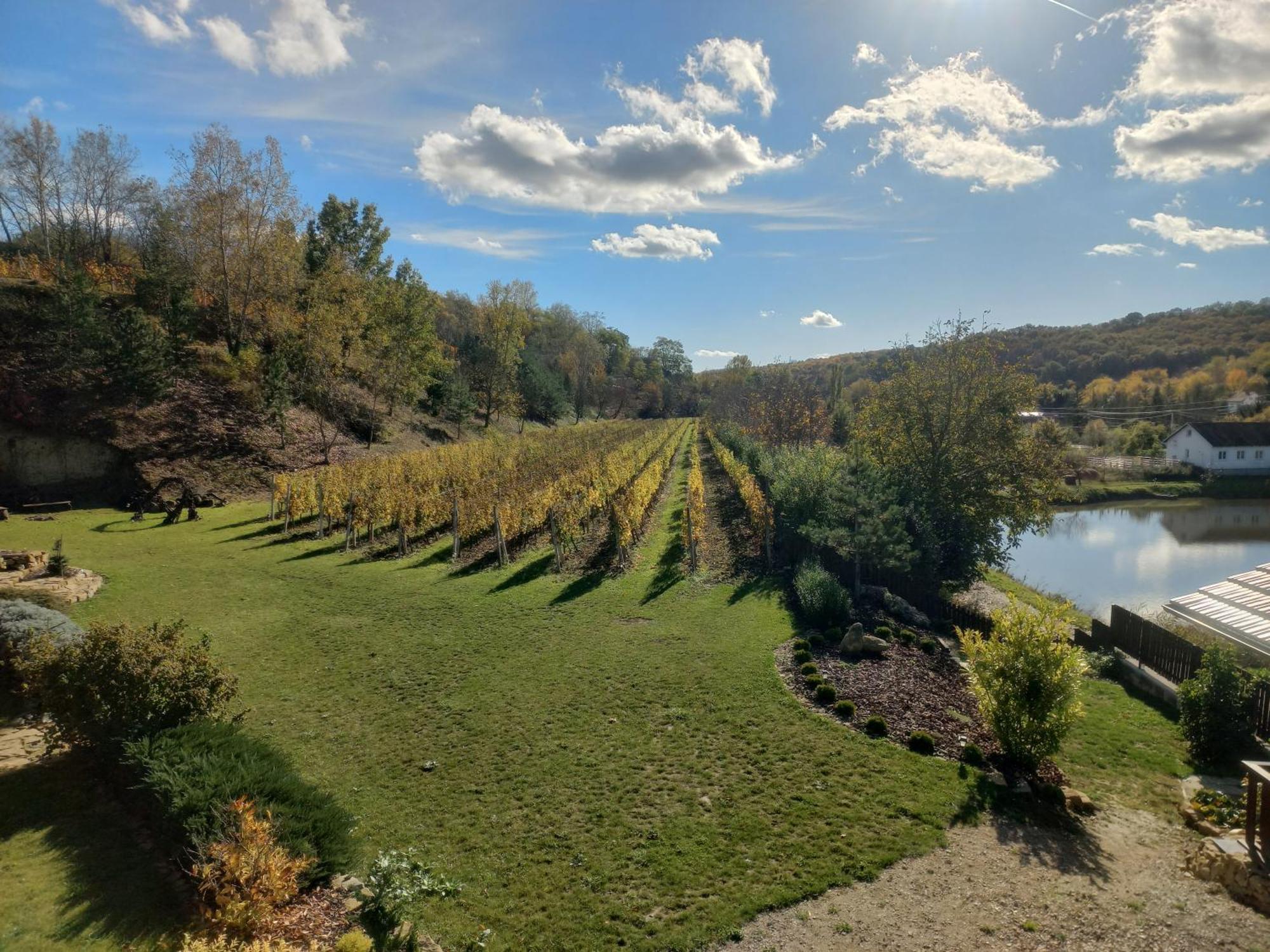 Penzion Ve Vinohrade Němčičky Bagian luar foto