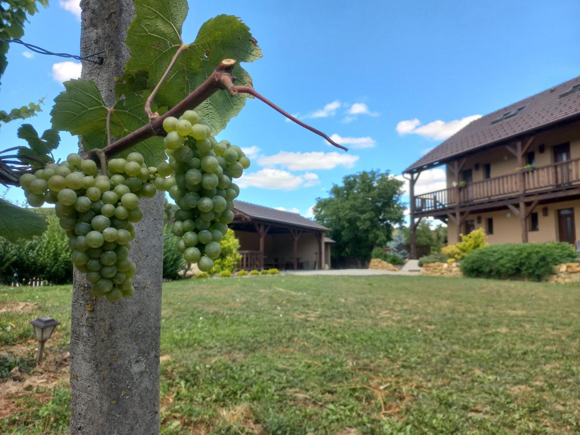 Penzion Ve Vinohrade Němčičky Bagian luar foto